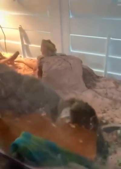 Odie, You're In The Wrong Place.