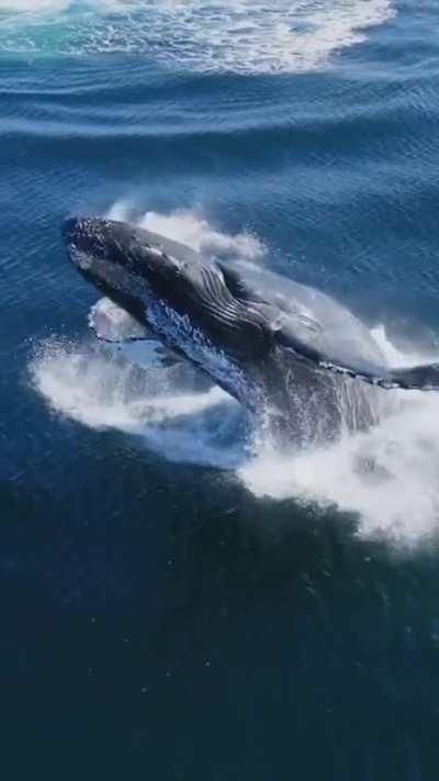 🔥Look at her fly! Whales breaching out of the water is my new favorite thing now