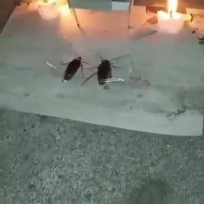 cursed_Funeral