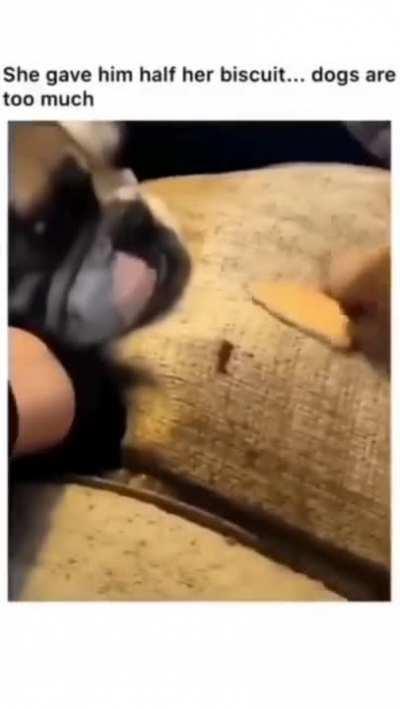 Dogs are to much ...