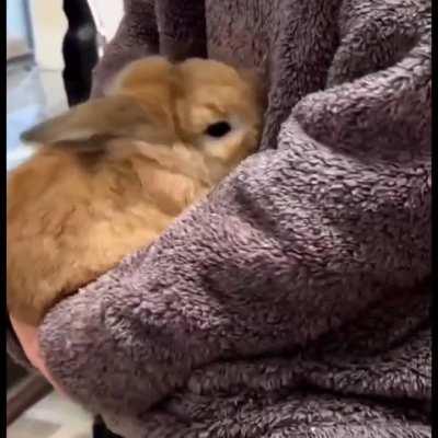 BUNNY BRUTALLY MAULS INNOCENT CIVILIAN TO DEATH