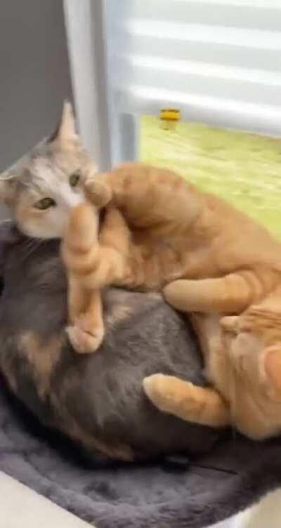 Silly kitties