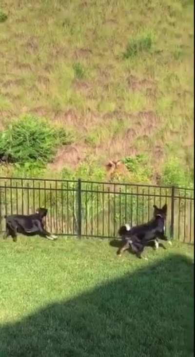 Bark bigger than bite