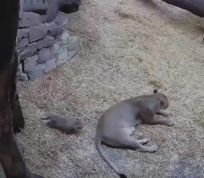 Lion cub sneaking up on mom