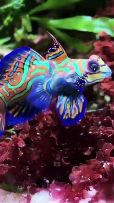 Mandarin, World's Most Gorgeous Fish