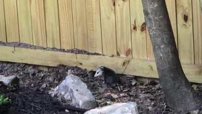 Wild Baby Possum yawning in my backyard