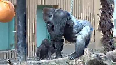 Kintaro, a tiny baby Gorilla, bonding with his dad
