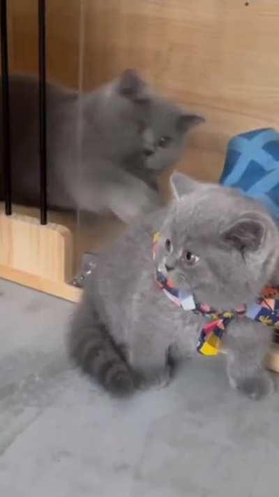 Asshole cat slapped a cute boye