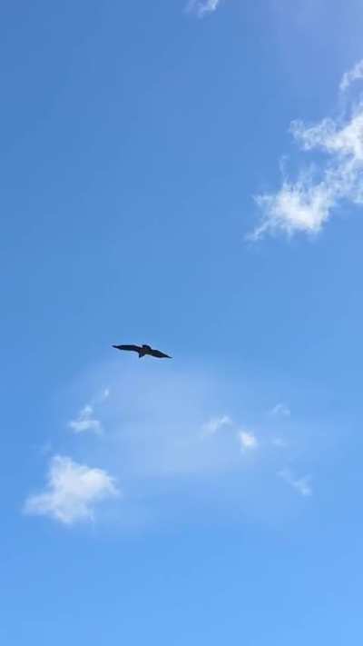 Así fue el momento en que 'Walaq' volvió a la libertad después de meses de rehabilitación. Gendarmería lo había encontrado en Río Mayo con dificultades para volar