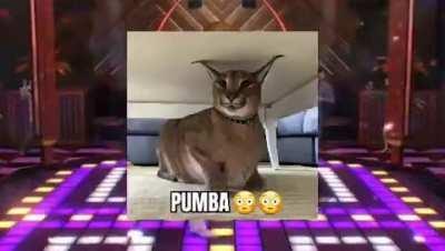 happy floppa friday!