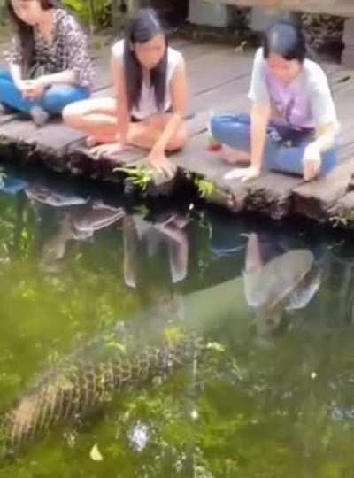 Don't worry he won't bite you. the dog