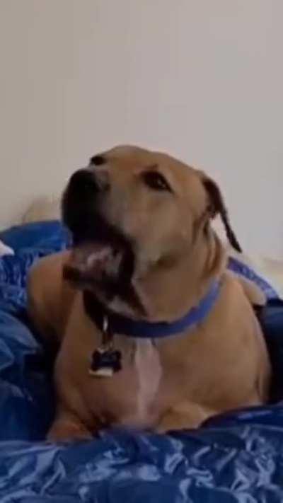 I've been working with a former fighting dog 6 years,  these are his top 3 new behaviors