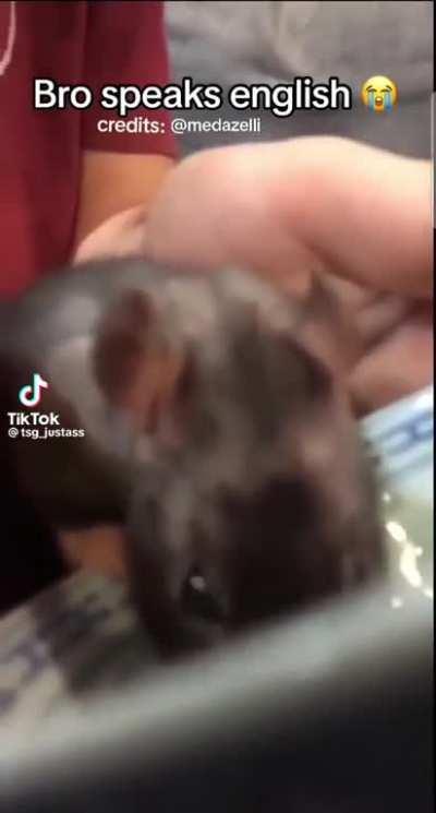 interesting rat type character