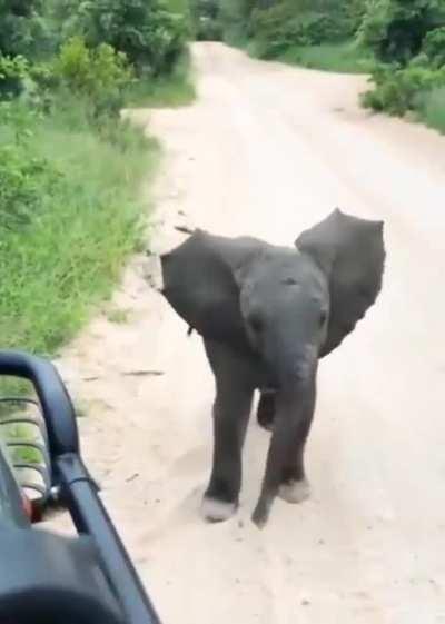 This is cuteness overload