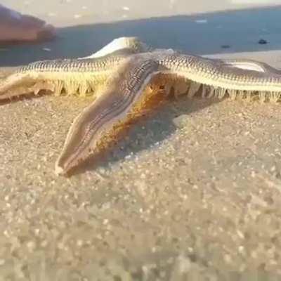 Starfish walking on the beach