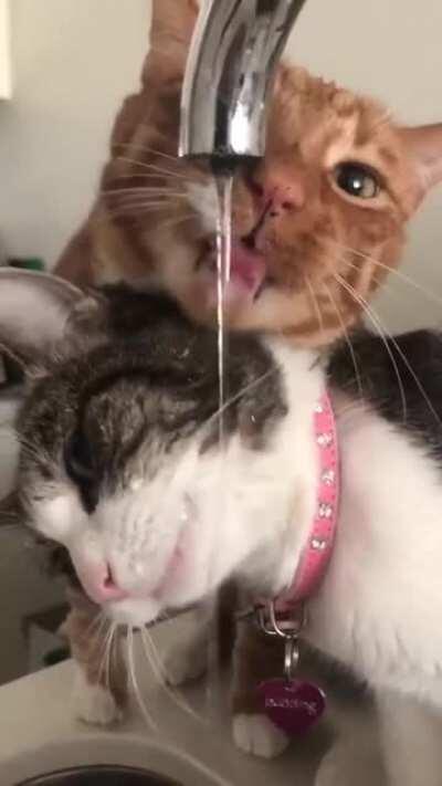 Funny kitties making fun...