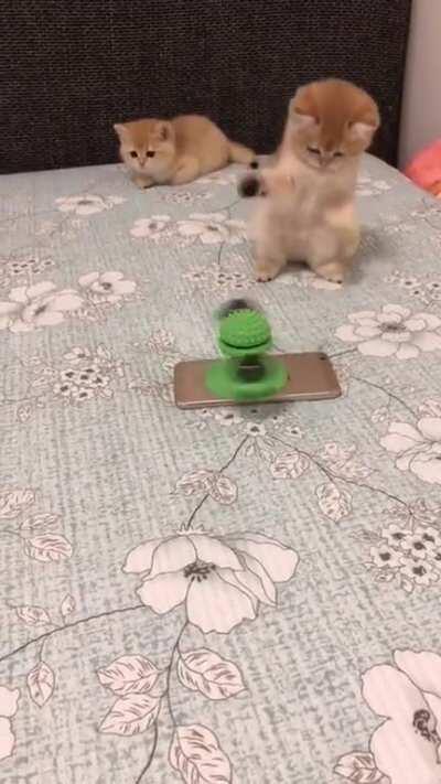 My boys' new toy. That's an ingenious cat toy.