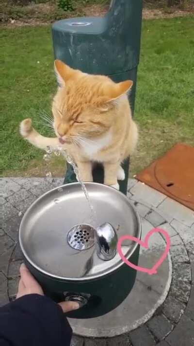This cat in my local park who sits and waits for people to turn the water on for him