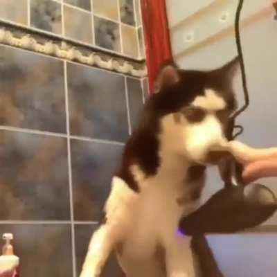 Embarrassed doggo falls asleep while getting dried off