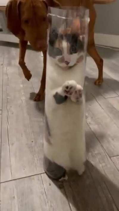 Liquor bottle of Cat