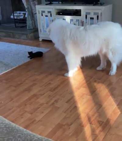 A baby with a big friend