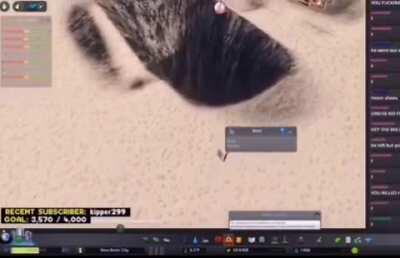 Rip BONK he wasn’t vary smart