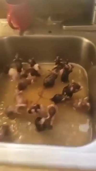 Aquela hora do banho 🤣🤣🤣