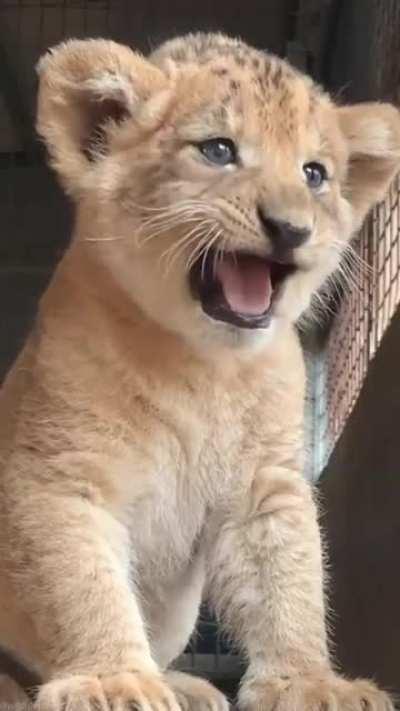 Lion cub practicing his roar!