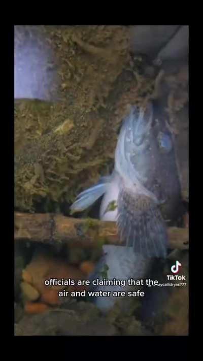 The Corptocracy is trying to cover up the East Palestine Disaster.