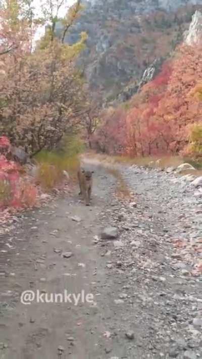 Cougar stalks man for 6 minutes in Utah