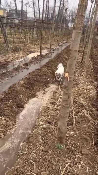 Dog digging them water trenches
