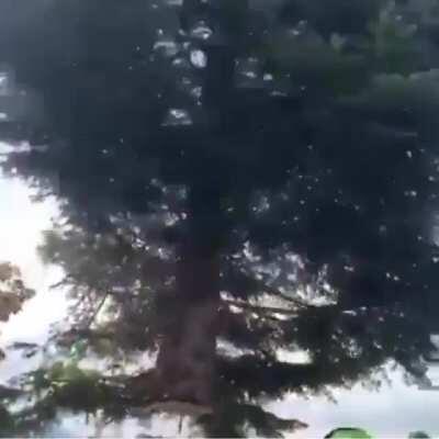 My tree people need me!