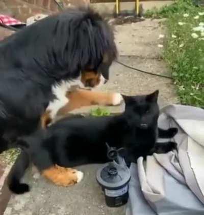 “Hard. Too hard! TOO HARD!!”