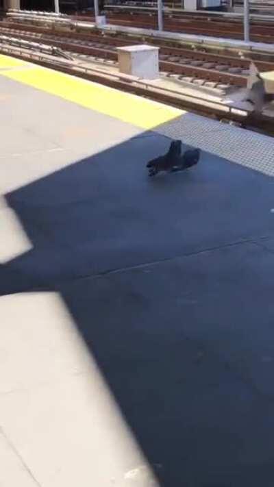 Nunca deva dinheiro para o pombo agiota