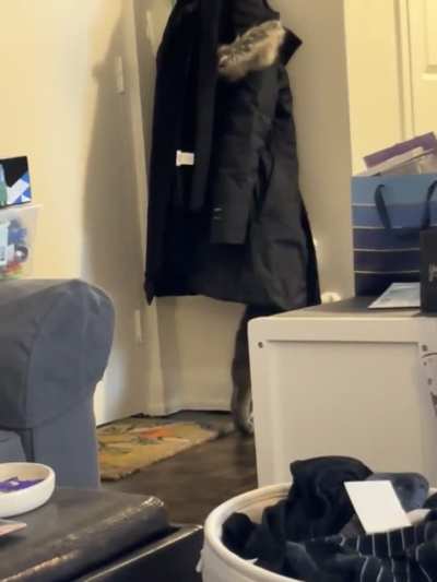 my kitty sees greebels?