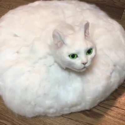 Thanks I hate artificial cat saucer.