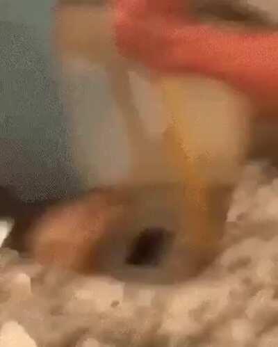 WCGW unclogging the drain