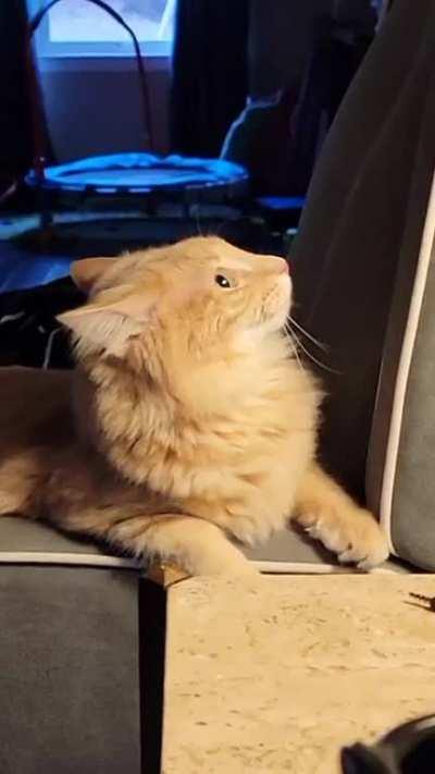 It's been a minute since we've had a greeble attack but they were full force this morning.