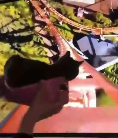 Cat Rides the Wildest Rollercoaster of his life