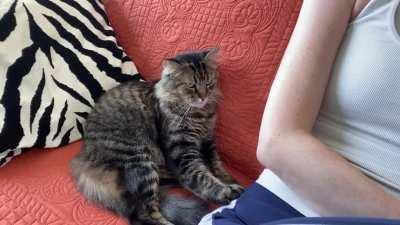 He may not always want to sit in my lap, but he makes sure he’s touching me while he naps