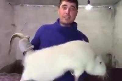 Holy shit what is that?