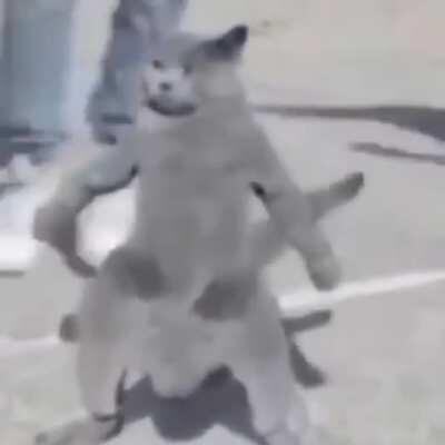 MAKE DANCING CAT GO TO THE TOP!