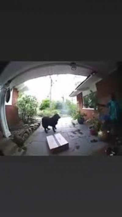 An Amazon delivery guy is scared by dog and breaks a few things
