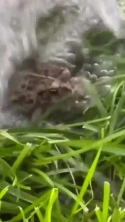 Frog in water sprinkler @emilysteaparty