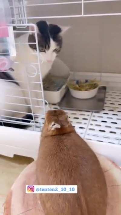 Bunny prison officer on duty