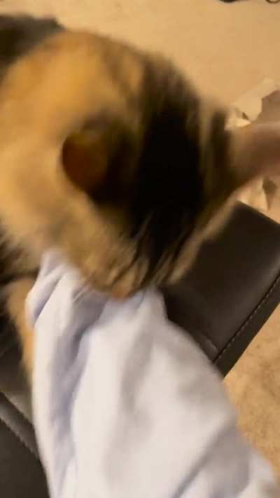 Big bad kitty attack