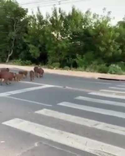 🔥 Capybaras waiting for the traffic, then crossing the road in Brazil