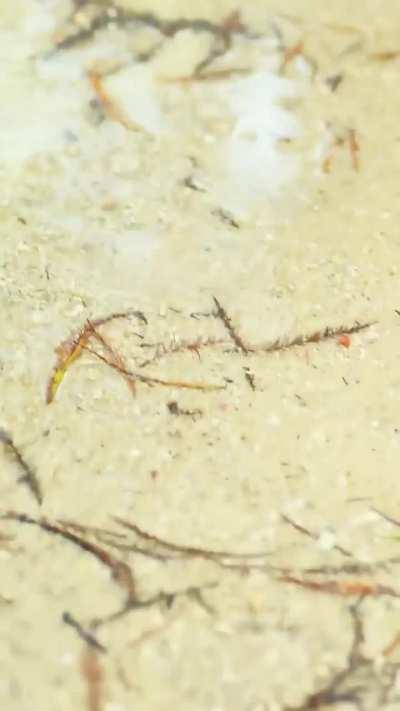 Forest Galante almost stuck by a lightning