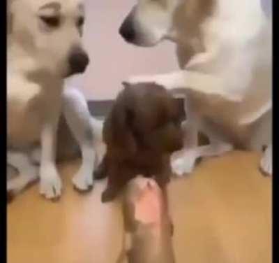 Even animals snitch.