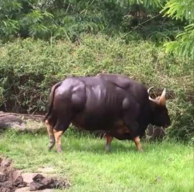 🔥 Gaur, aka the Indian bison, is the world's largest breed of cattle 🔥